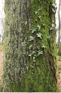 tree bark mossy 0002